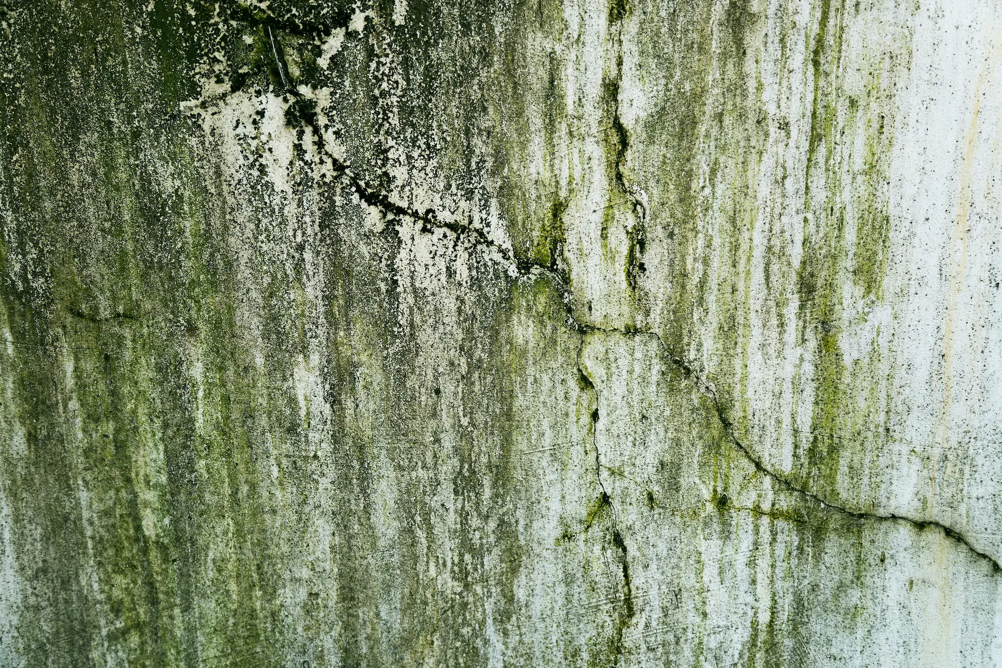 Microbial growth on a wall
